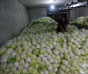 宁波蔬菜冷库造价需要多少钱？