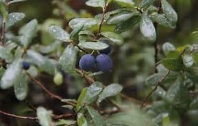 蓝莓如何通过冷库保存更长的时间？